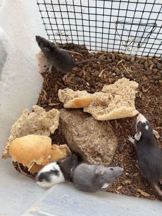 Sobolani de companie