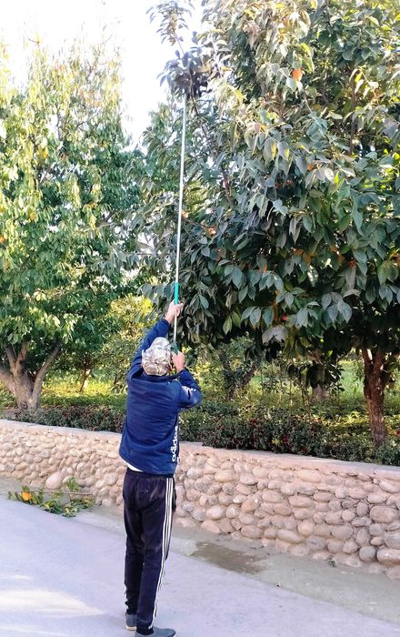 Юқоридаги шохларни кесиш учун қайчи