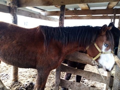 Продам айғыр 5 летка