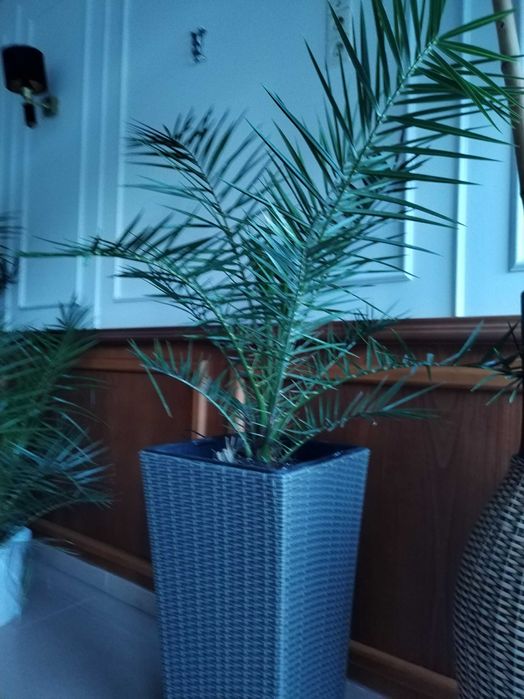 Финикова палма 100-120 см висока