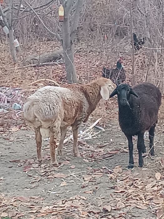 Продам два барана.