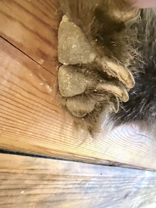 Натуралный медведь