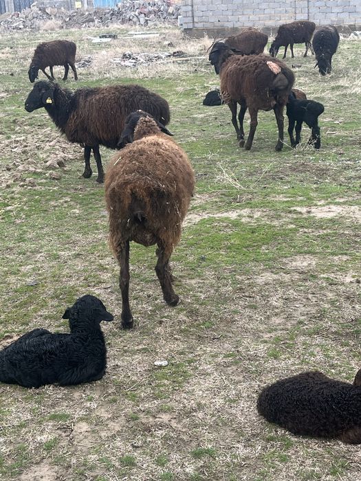 Козылы кой бар 11 бас
