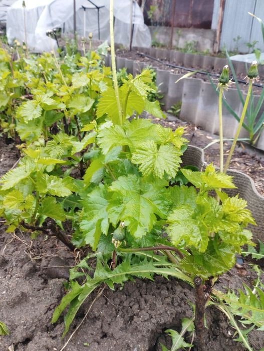 саженцы молодые .