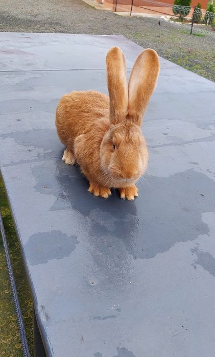 Mascul uriaș galben