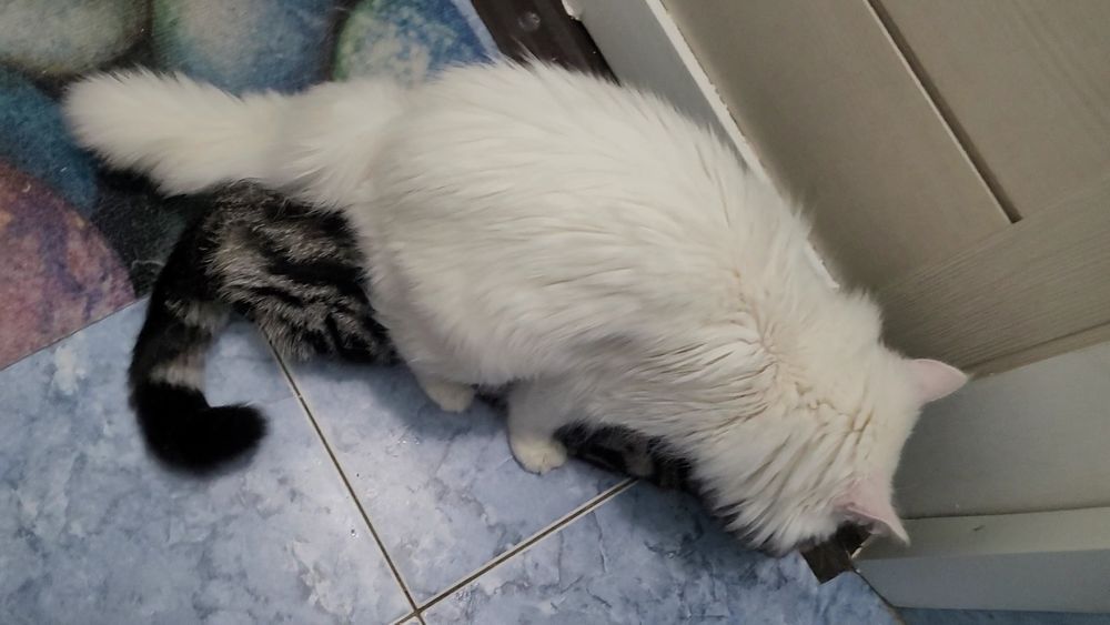 Вязка Кот Турецкого Ангора