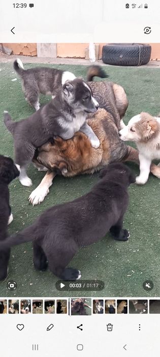 Продам  щенки Алабай