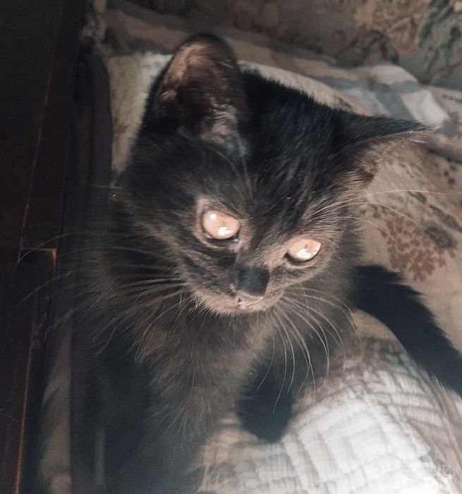 Кошечка Мия (3 мес)