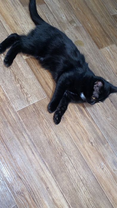 Котики ищут себе дом