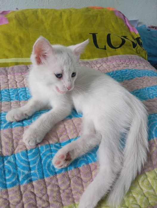 Отдам котят в добрые руки