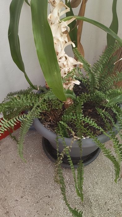 Vand planta de apartament sau casa