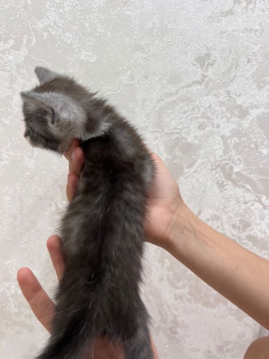 котенок маленький