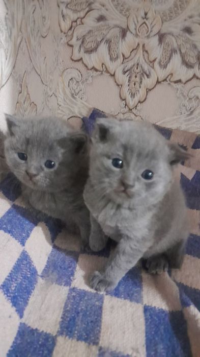 Мушукчалар сотилади