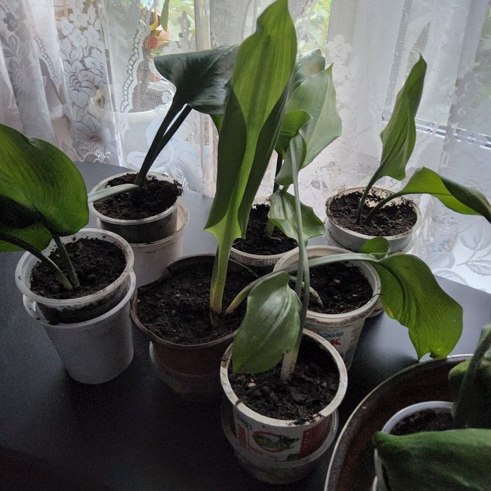 Продам комнатные цветы эухарис