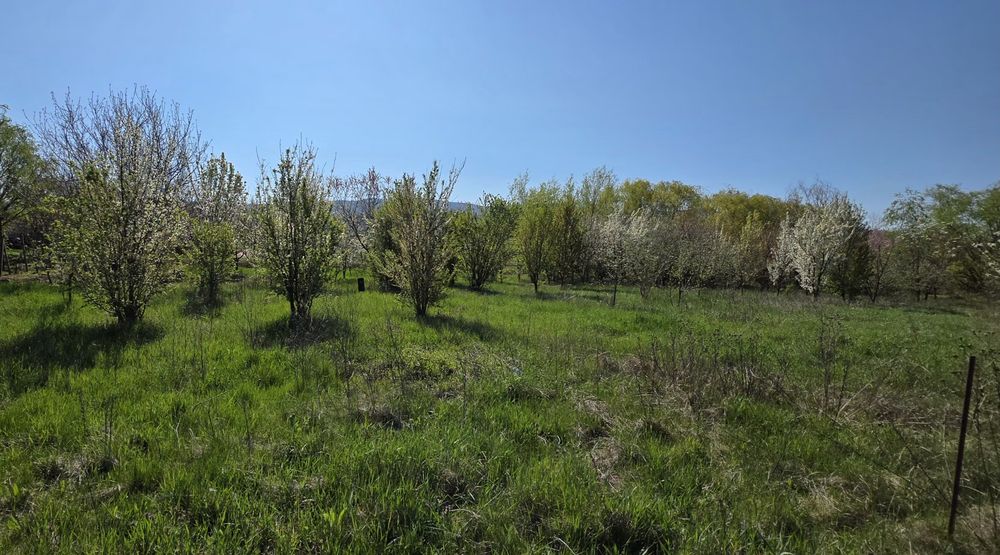 Teren intravilan Mâsca Arad asfalt Drumul Județean 709 l 3000 mp