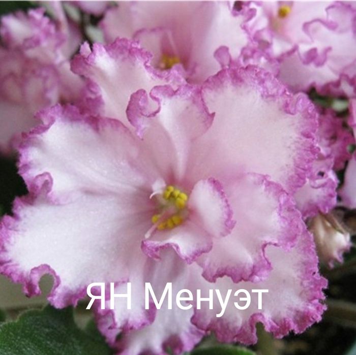 Продам сортовые цветущие фиалки