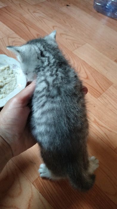 Отдам котят в добрые руки
