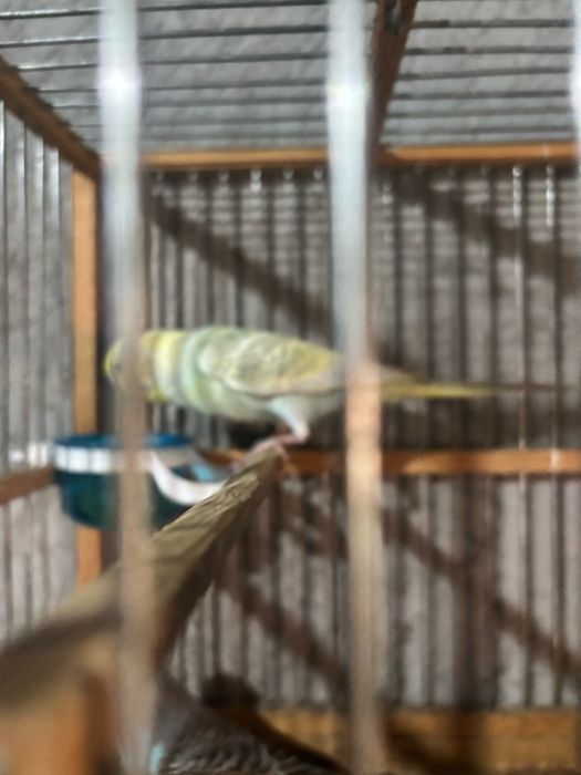 Папугай волнисти 1пар