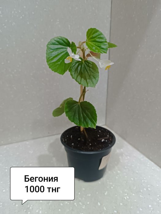 Комнатные цветы для дома
