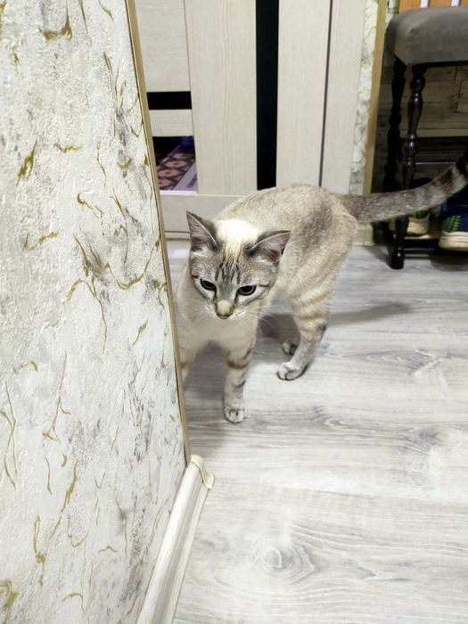 Бесплатно дарю кота