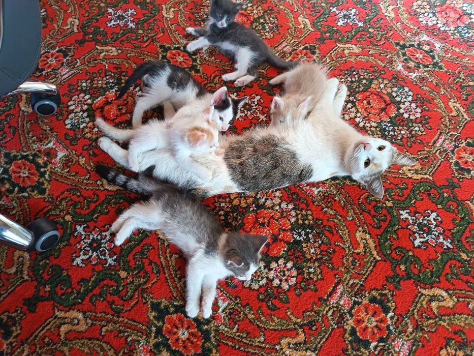 Длинношерстные котята