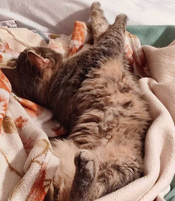 Зеленооко сиво мъжко коте (2 г) търси дом