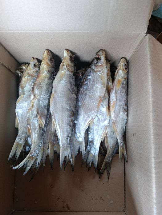 Сушенная рыба ребец