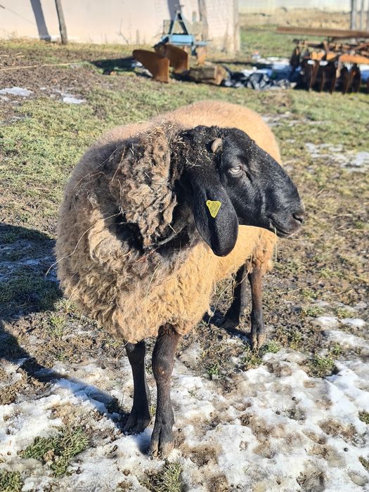 Vând berbec carabaș