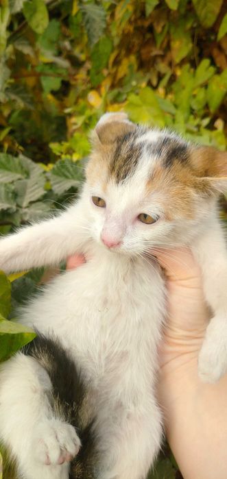Отдам в добрые руки котят