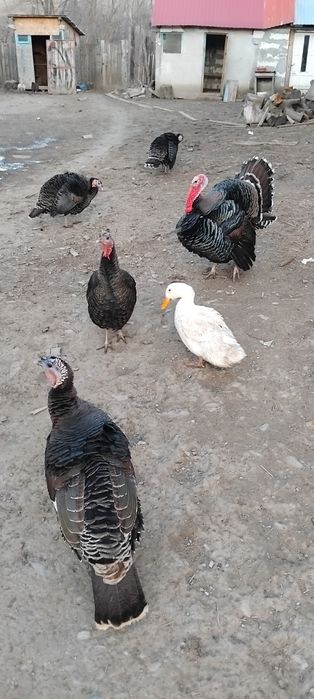 De vanzare: Curci și rațe crescute la curte