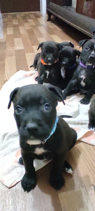 Продам щенков ротвейлер с питбулем