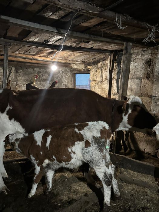 Продам КРС 8 голов