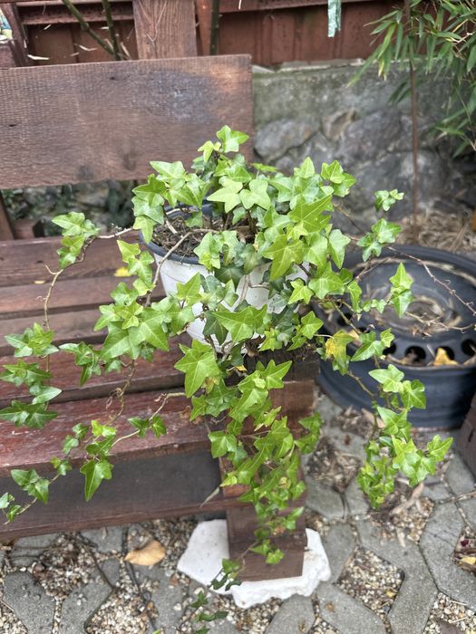 Flori ornamentale iedera