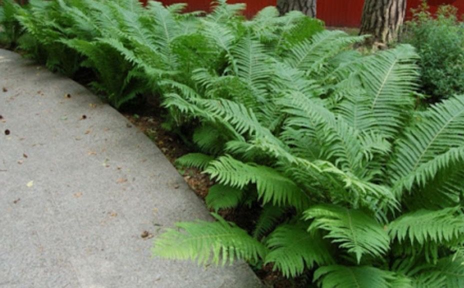 Папоротник многолетний