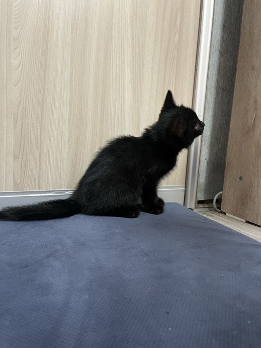 Котёнок девочка