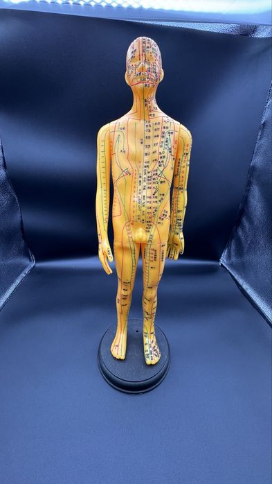 .Анатомический Торс макет  муляж 85см 19 деталий.Anotomik tors 85 cm