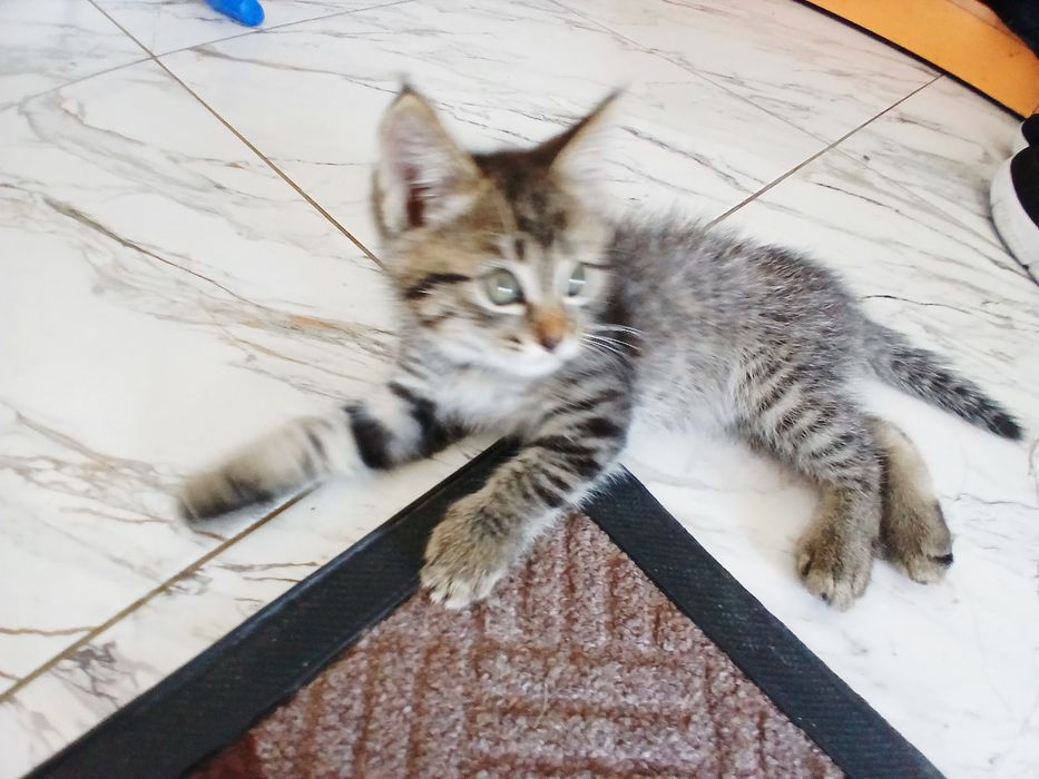 Отдам котята даром