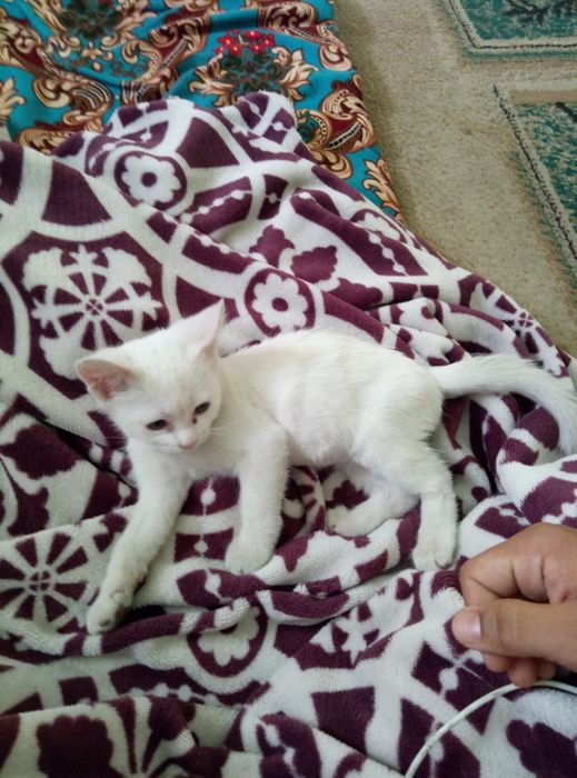 Продам Котёнка 3месяця