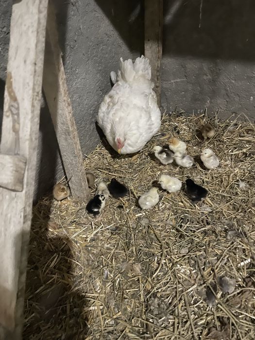 Vand closti cu pui si closti puse pe oua.