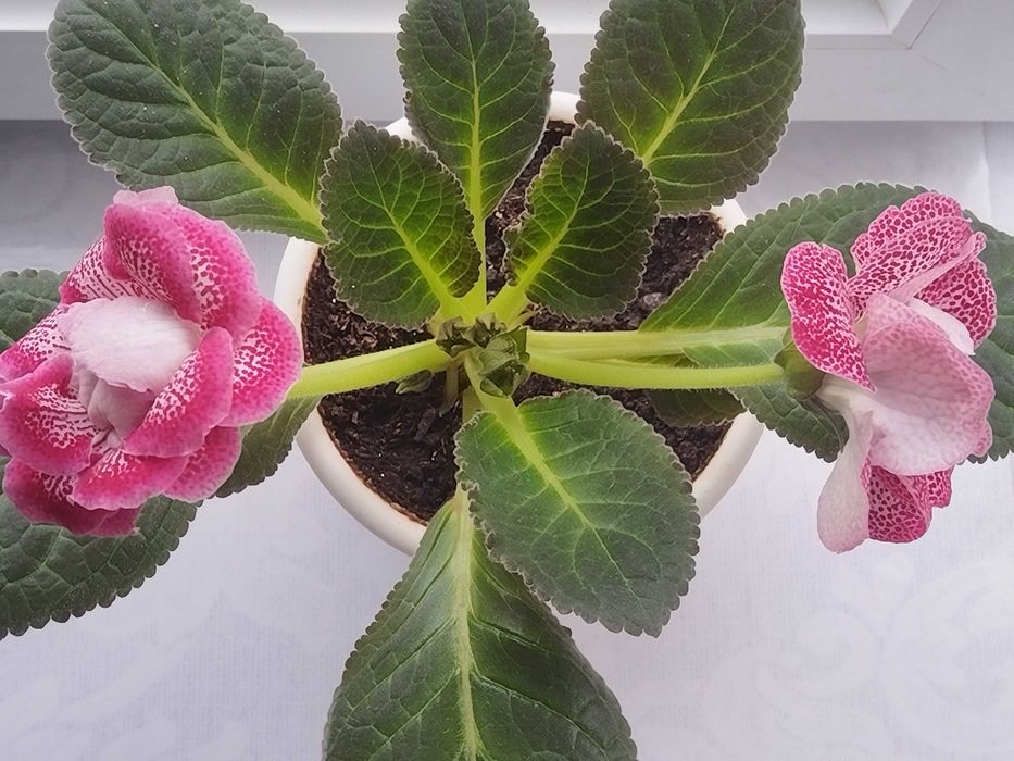 Комнатные растения Глоксиния