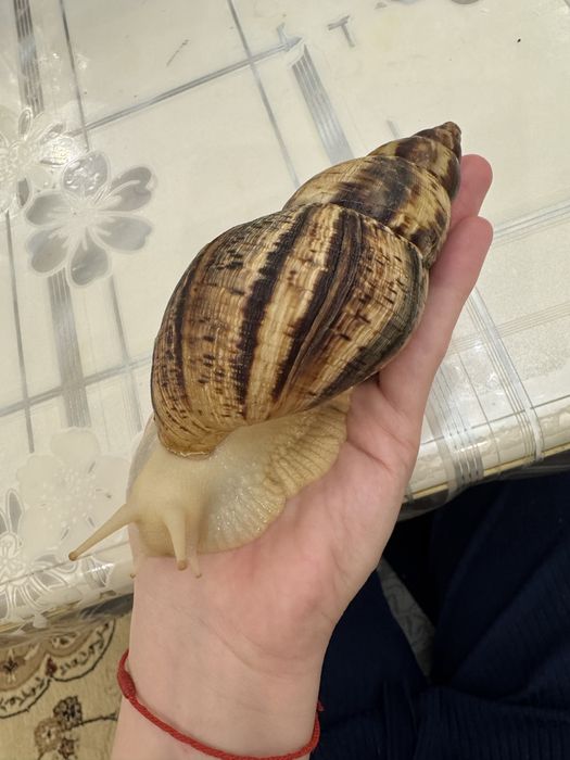 Улитка ахатина большая