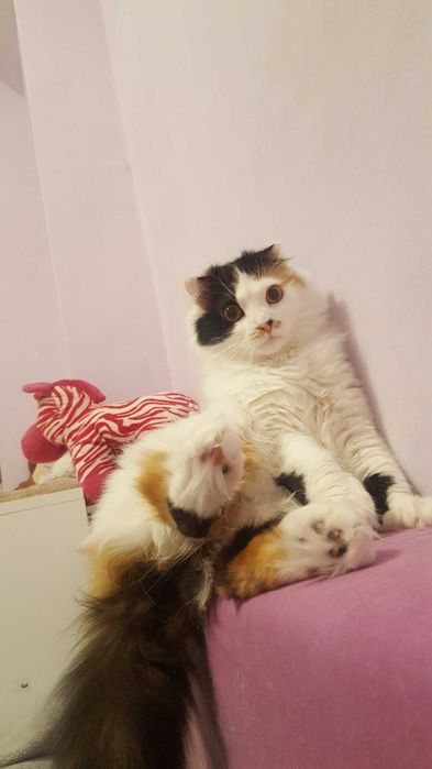 Подарявам котка за гр.Варна