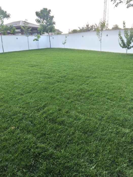 Gazon rulou calitatea 1