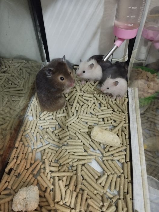 Хомячки домашние