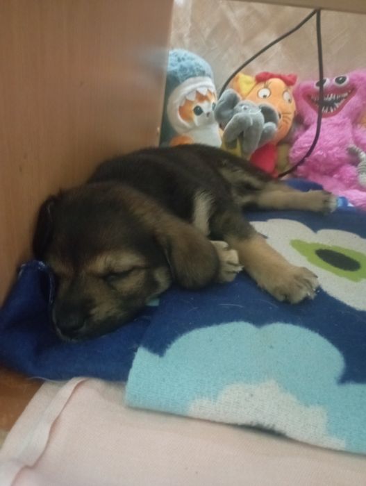 Одам девочку щенок маленькая