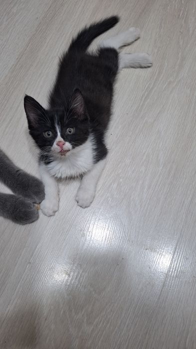 Отдам двухмесячного котёнка заботливым людям