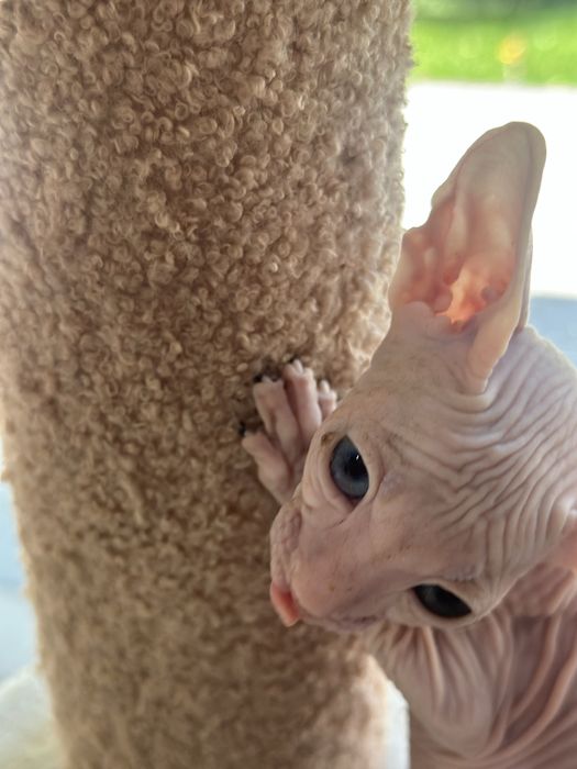 Сфинкс котенок 2 месяца
