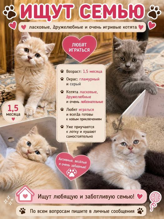 Продаются чистокровные котята Британцы.