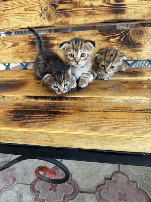Шотландские котята