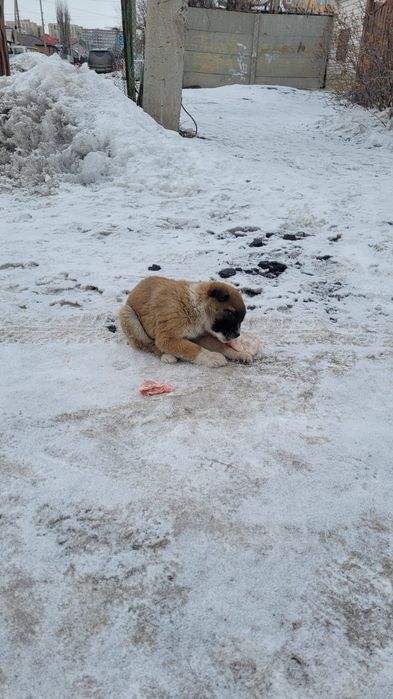 Щенки мальчики и девочки